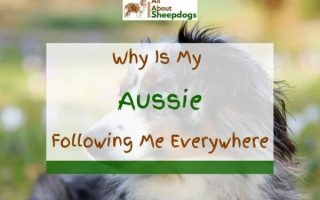 Why Is My Australian Shepherd Following Me Everywhere? (Solved!)