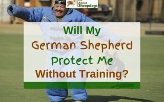Will My German Shepherd Protect Me Without Training?
