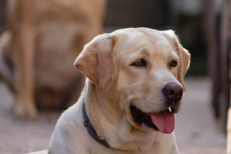 Adult yellow labrador - Can a Labrador Live in an Apartment or Small House?