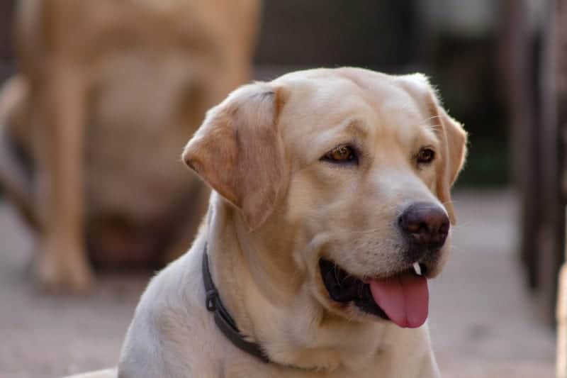 can labradors be apartment dogs