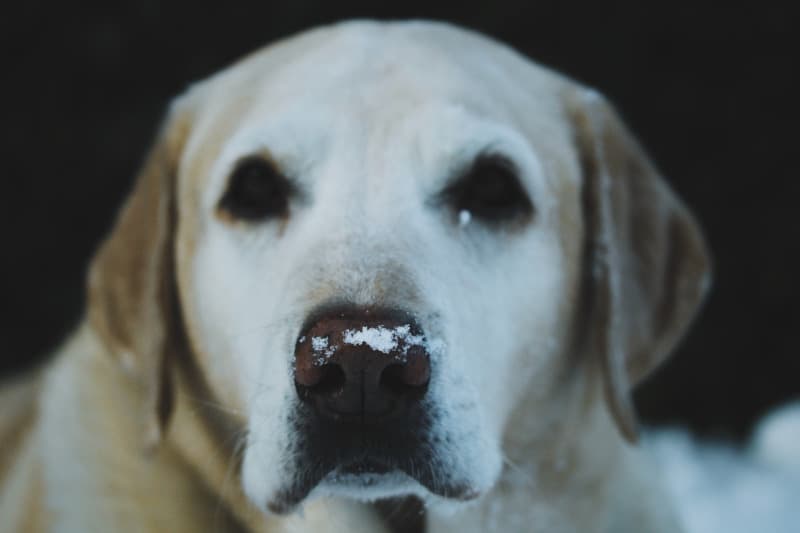 Yellow lab in the snow