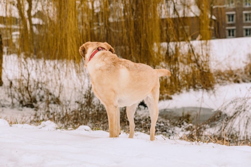 Yellow lab in winter time