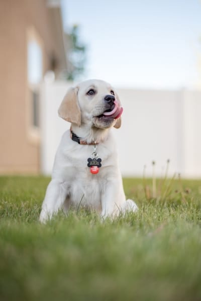 Yellow labrador puppy