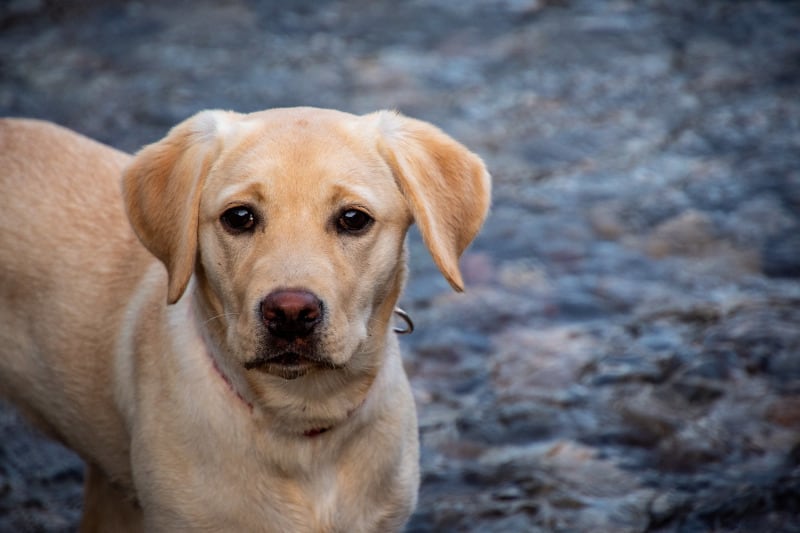 Young yellow lab