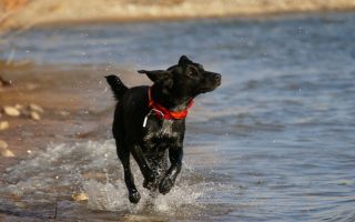 How Fast A Labrador Can Run – Tips To Prepare Them